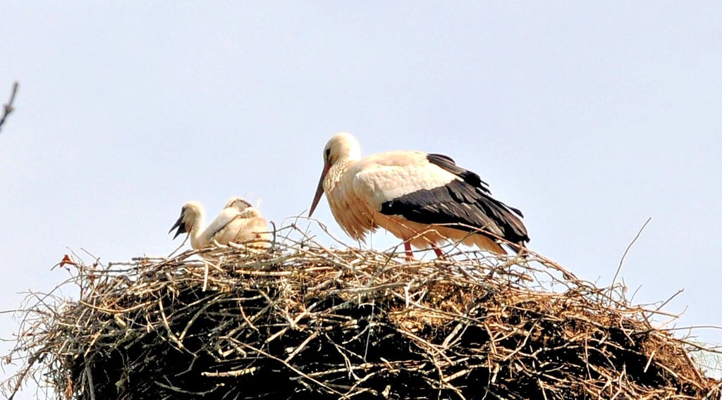 Storchennest in Lobitzsch