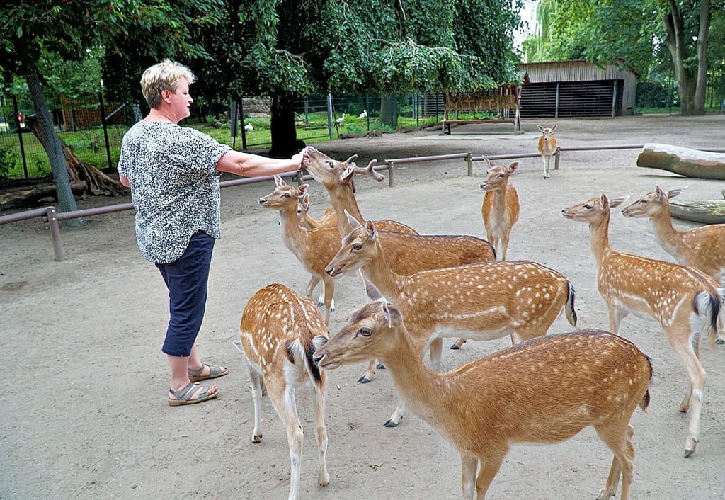 Die Leiterin des Stendaler Tiergartens, Anne Kathrin Schulze, beim Füttern des Damwildes.