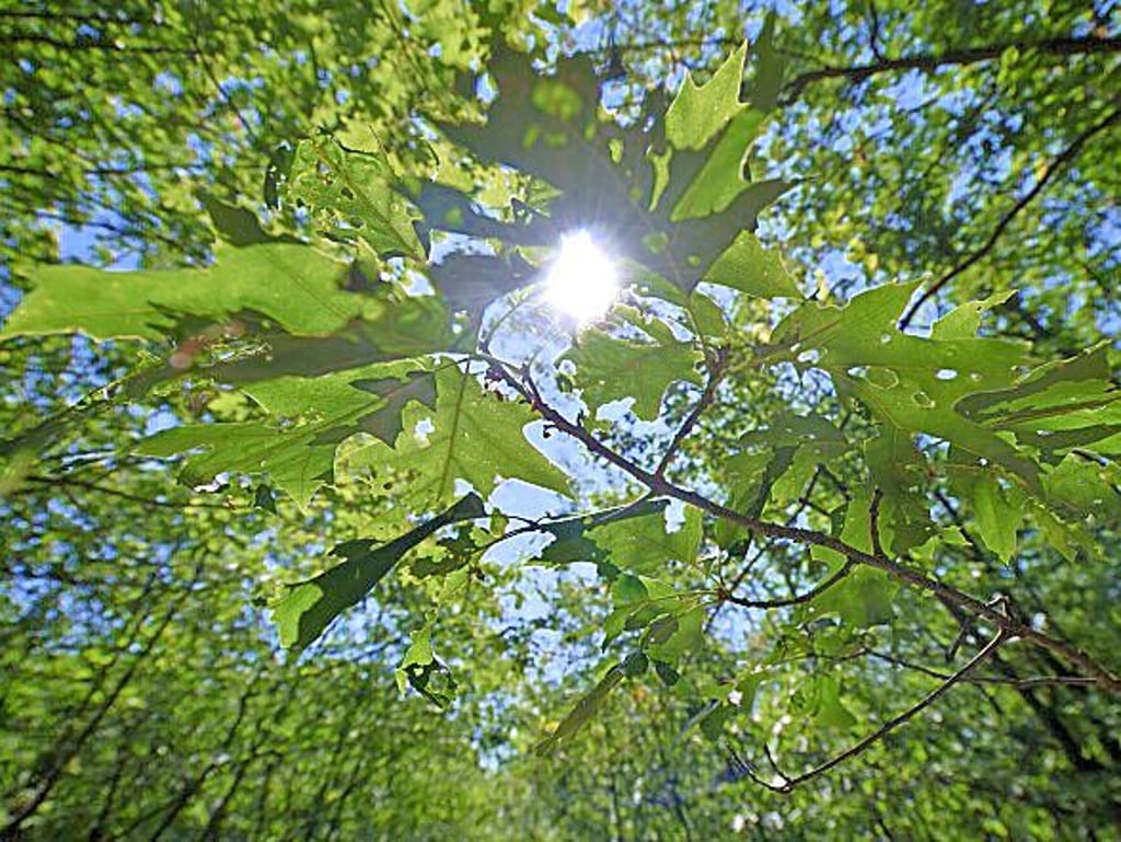 Wandeln unterm grünen Dach - wie man es sich vorstellt.
