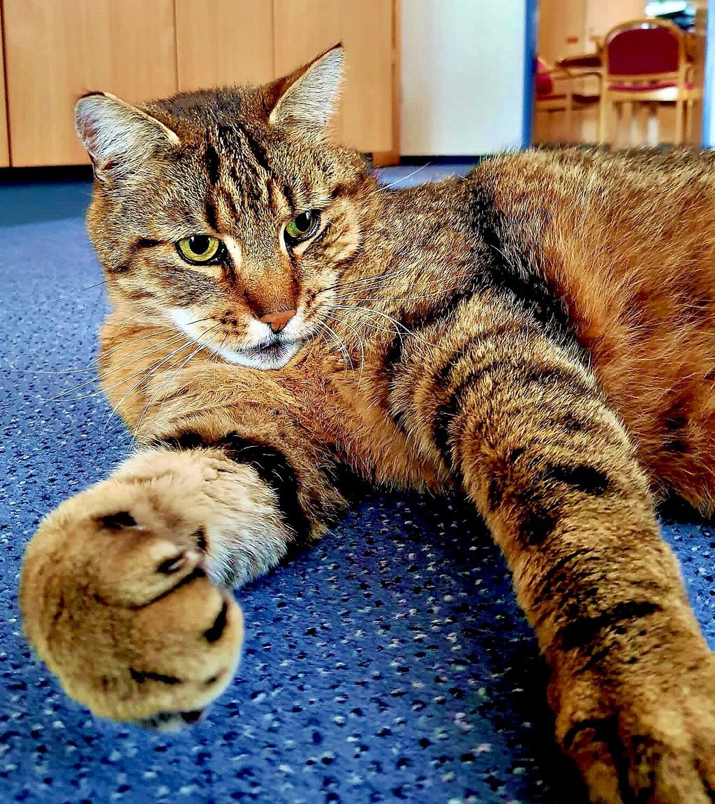 Kater Otto zählt im Seniorenzentrum in Hohlstedt zum Stammpersonal.