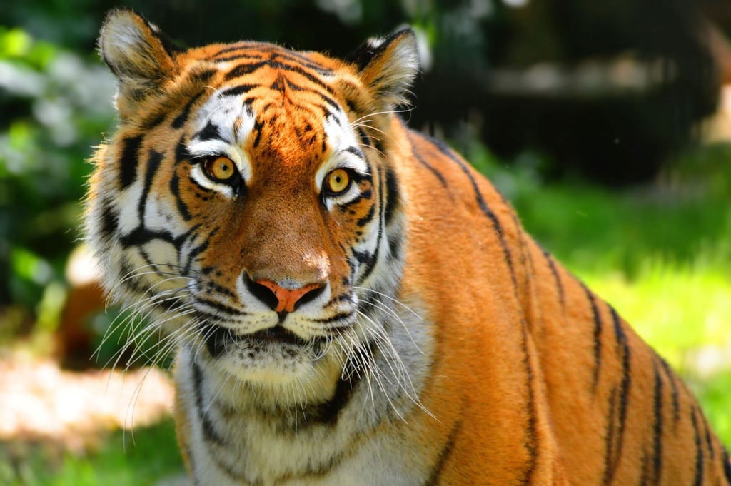 Tiger-Dame Irina musste im Zoo Hoyerswerda wegen Nierenversagens eingeschläfert werden.