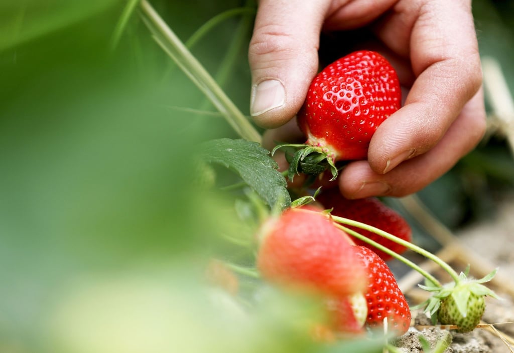 Ein Obstbauer pflückt Erdbeeren.