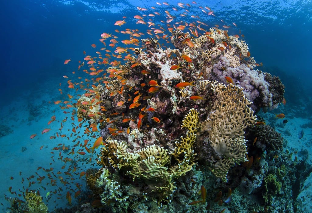 Das Great Barrier Reef vor der Ostküste Australiens ist größer als Italien.