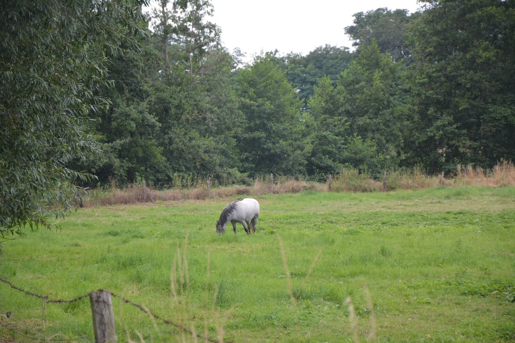 Im Hinterland der künftigen Bebauung gibt es Natur pur. Dort sind auch Spaziergänge möglich.