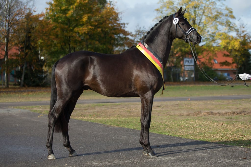 Der Siegerhengst des internationalen Trakehner Hengstmarktes in Neumünster, "Kaiser Milton".