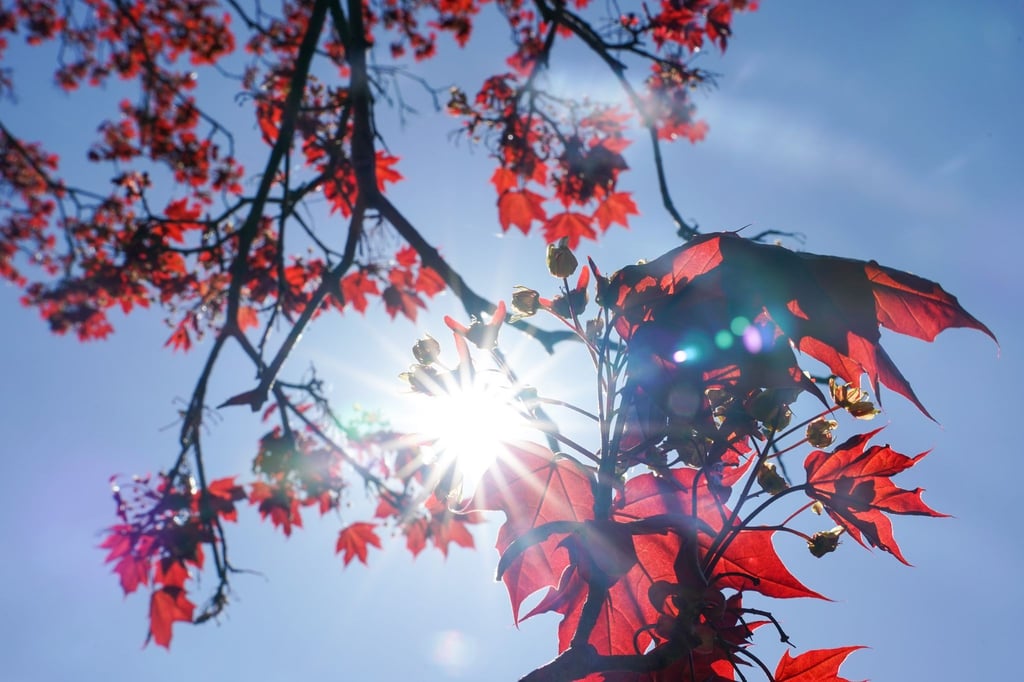 Die Sonne strahlt durch die roten Blätter eines Rot-Ahorns.