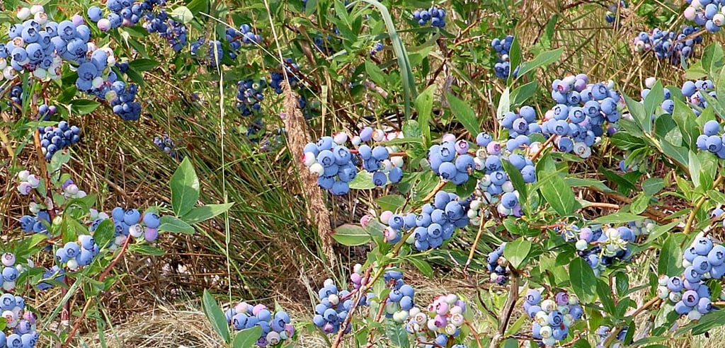Dicke blaue Beeren luden die Besucher förmlich zum Pflücken ein.