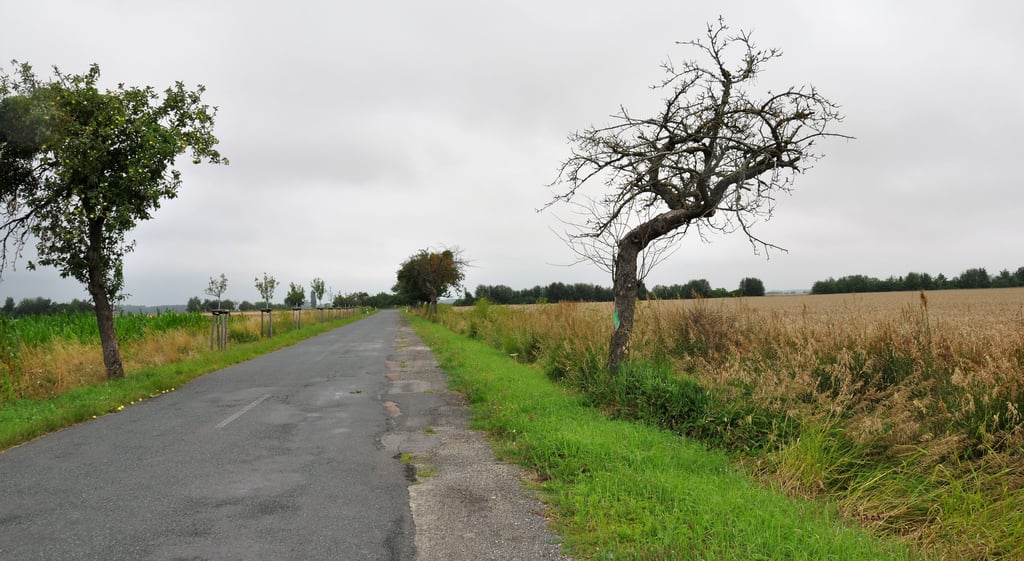 Fahrbahnschäden prägen die Straße zwischen Güterglück und Flötz, ausgefranst und löchrig ist der Sommerweg, viele der alten Obstbäume sind inzwischen abgestorben.