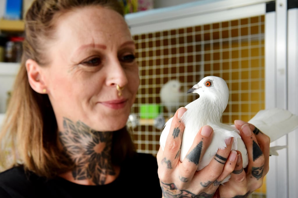 Vor sechs Jahren zog Susi Thomalla (40) von Leipzig nach Magdeburg. Vor dem Laden, in dem sie arbeitet, saß damals eine verletzte Taube. Der Züchter, dem sie gehörte, wollte sie nicht zurück. So kümmerte sich Susi Thomalla um das Tier, tauchte immer tiefer in die Tauben-Thematik ein und widmet sich inzwischen in jeder freien Minute den Tieren.