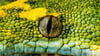 Das Auge einer Python.&nbsp;