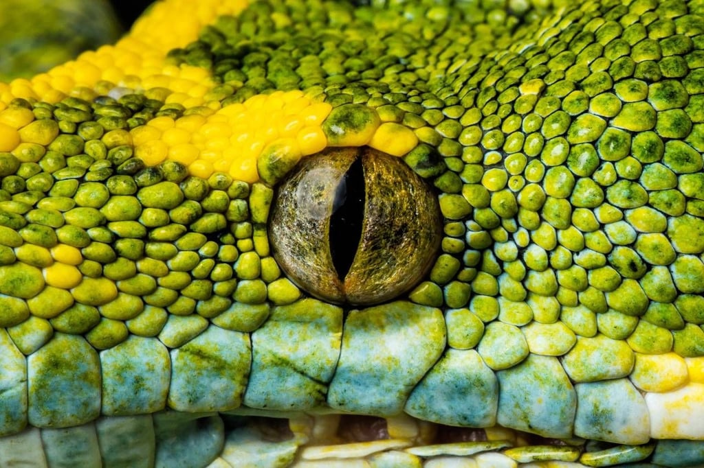 Das Auge einer Python.