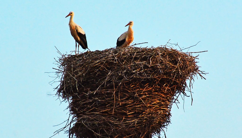 Der Storchennachwuchs auf dem Schornstein bei Malkowsky unternimmt die ersten Flugversuche.