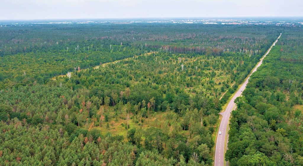 Wird die Fläche an der B 184 bald neuer Industriestandort? Waldstück hat unter Dürrejahren sichtbar gelitten. Inzwischen grünt es aber wieder.