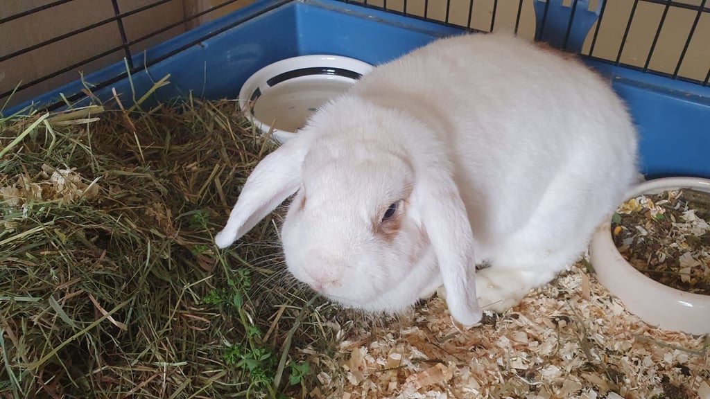 Kaninchen Chris aus dem Dessauer Tierheim sucht ein neues Zuhause