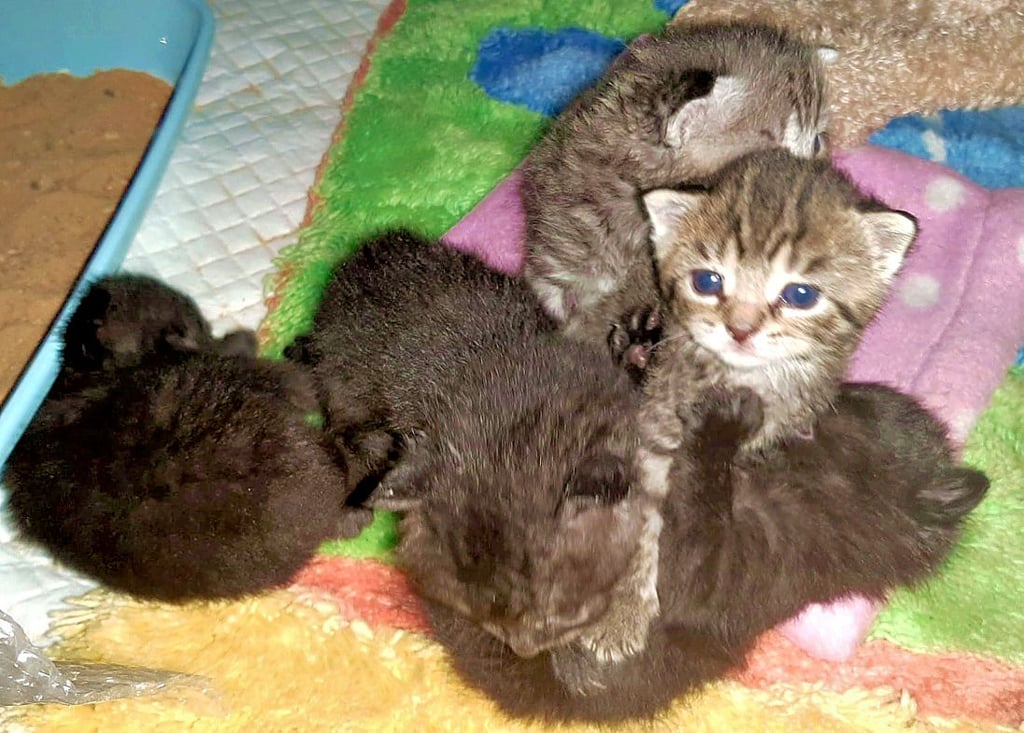 Bei den fünf Geschwisterkatzen handelt es sich um zwei graue weibliche und drei dunkle männliche Tiere.
