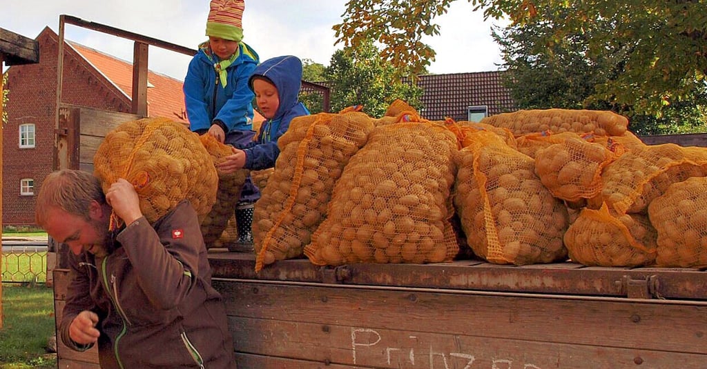 Säcke mit den runden Knollen wurden beim Kartoffeltag 2020 vom Hänger geladen. In ähnlicher Form ? also etwas kleiner als üblich ? soll das Fest auch 2021 ablaufen.