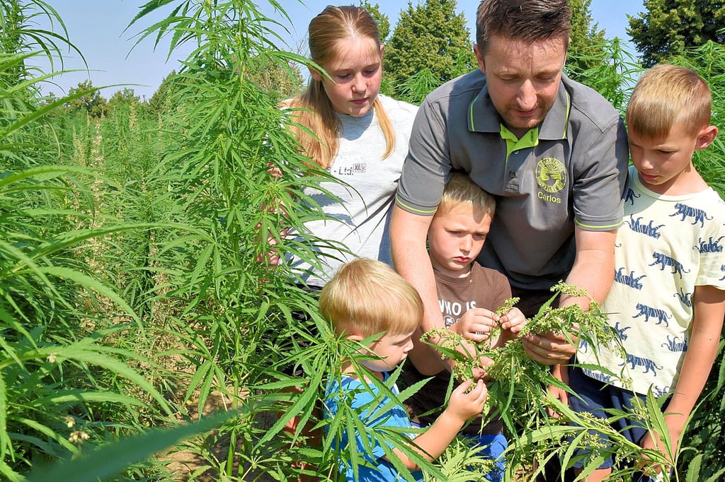 Der innovative Barbyer Landwirt Carlos Rampérez zeigt seinen und den Besuchskindern Diana, Leon, Noah und Tom die Blütenstände der Cannabispflanze.