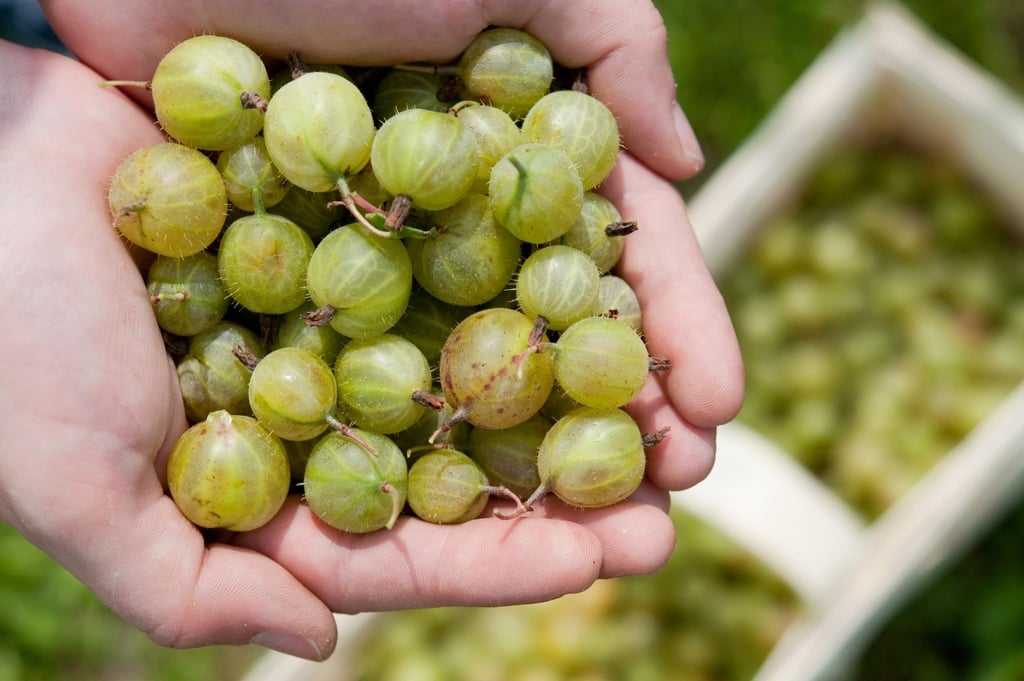 Wenn sich Stachelbeeren leicht eindrücken lassen, ist der richtige Zeitpunkt sie zu ernten.