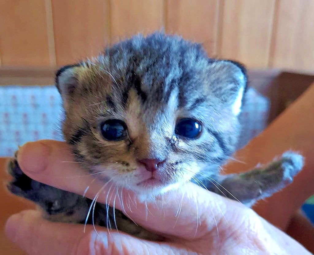 Nur drei Wochen sind die Kätzchen alt, die per Hand aufgezogen werden und ab Mitte August ein neues Zuhause brauchen. Diese kleine Katze ist wie ihre vier Geschwister ein Waisenkind, siehe Foto rechts oben.