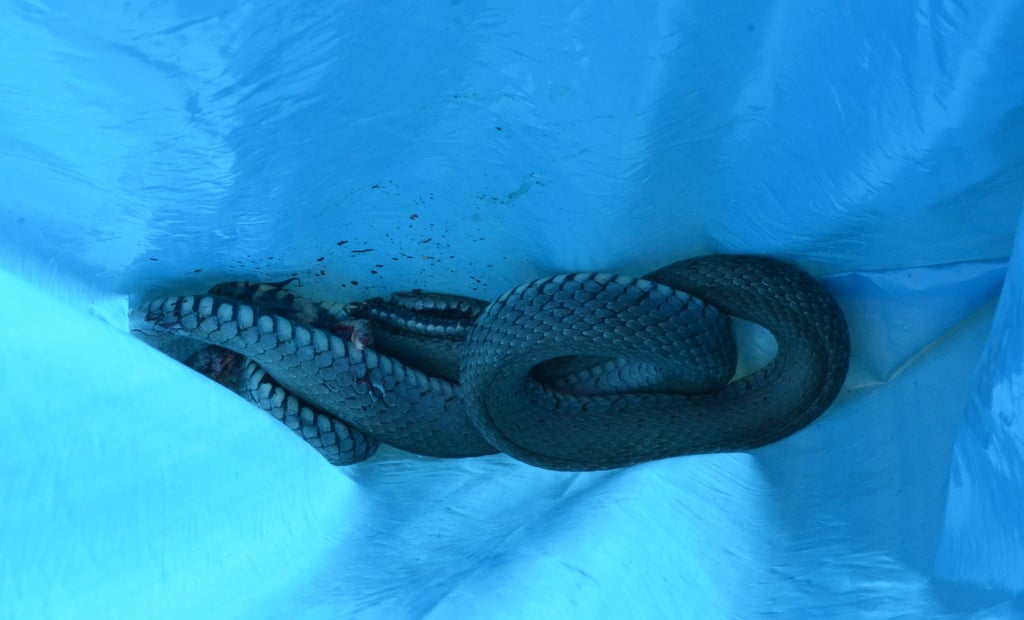 Diese Ringelnatter wurde im Gewerbegebiet in Haldensleben gefunden. Um den gesuchten drei Meter langen Python handelt es sich nicht.