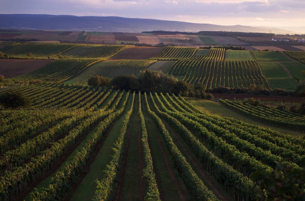 Blick auf Weinberge bei Göttlesbrunn im österreichischen Anbaugebiet Carnuntum zwischen Wien und Neusiedler See.