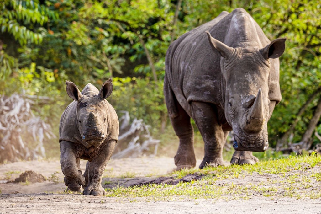 Breitmaulnashorn-Bulle Kai (l) erkundet das Gelände vom Serengeti-Park.