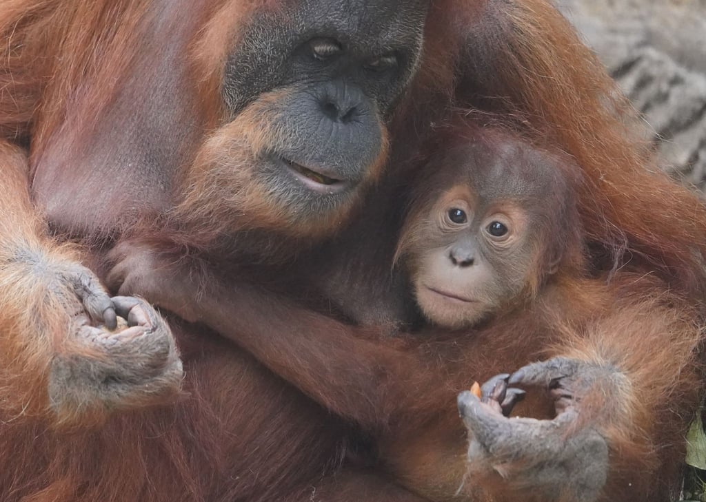 Orang-Utan-Nachwuchs Batu hält sich an Mutter Toba ganz fest.