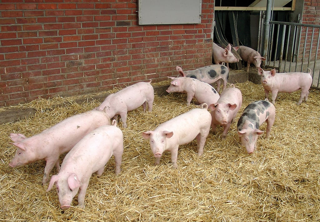 Hohenloher Landschweine vor einem Stall.