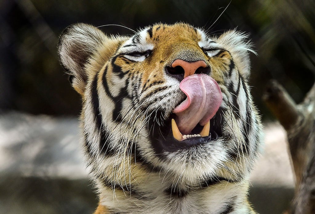 In Indien leben Bengal-Tiger - sie werden auch Königs- oder Indischer Tiger genannt.