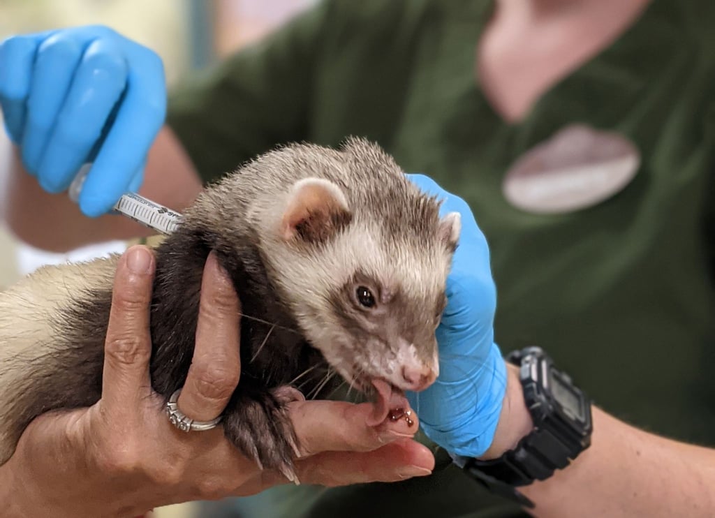 Mitarbeiter des Zoos von Oakland in Kalifornien verabreichen einem Frettchen eine Dosis Impfstoff gegen Corona während das an einer lecken Paste lutscht.