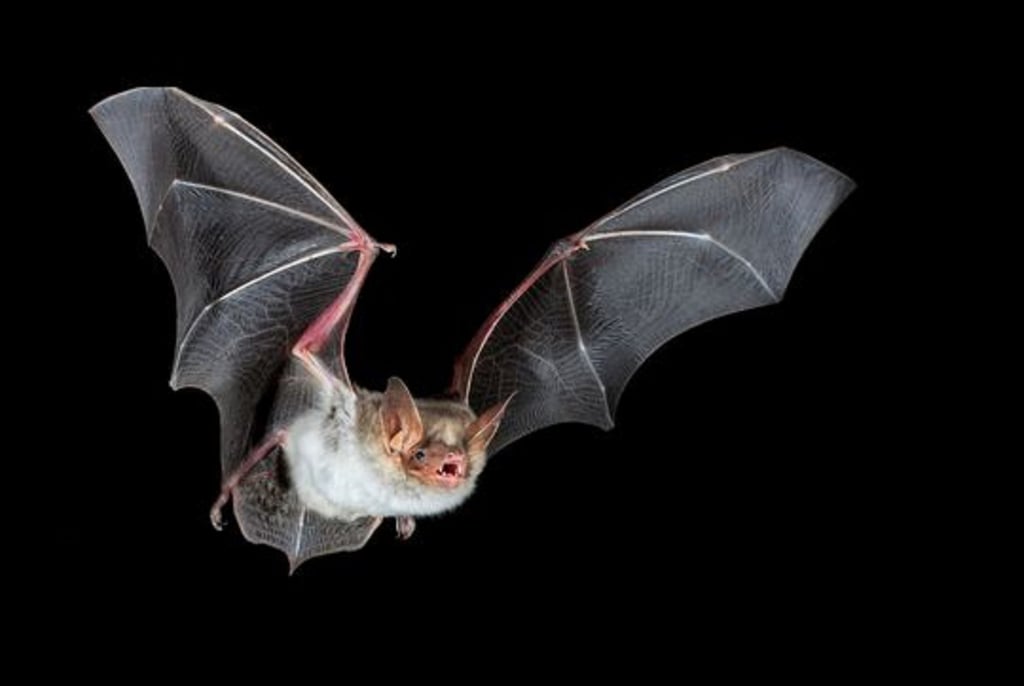 Fledermaus