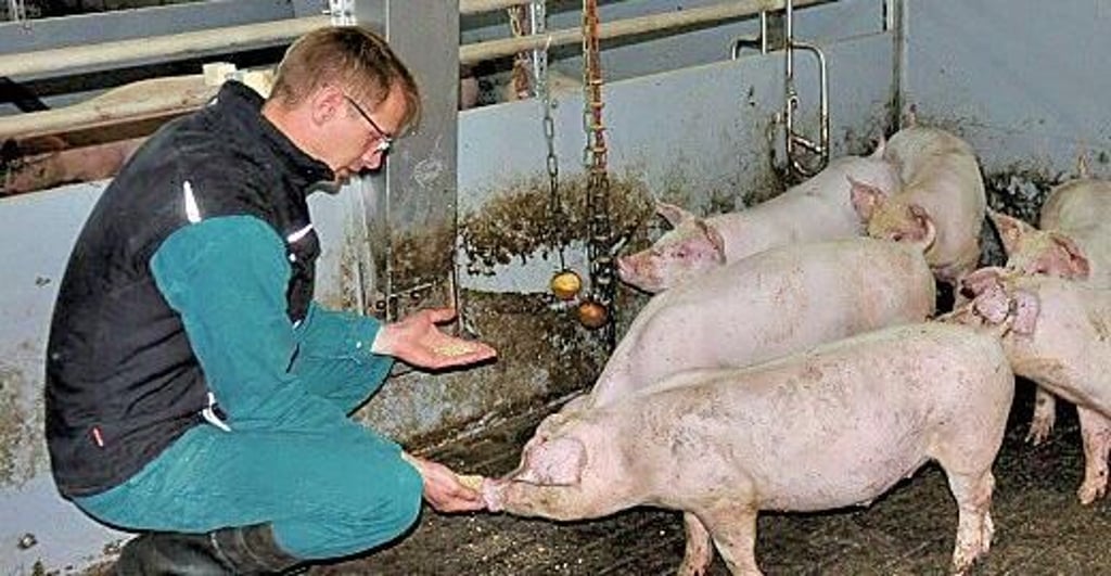 Hermann Heukamp betreibt zusammen mit seinem Bruder Anton Heukamp einen Schweinemastbetrieb in Giersleben im Salzlandkreis.