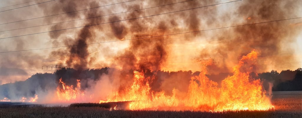 Brand am Seedorfer Weg in Genthin: Auf einem 30 Hektar großen Getreidefeld war Donnerstagabend aus bislang ungeklärter Ursache ein Feuer ausgebrochen.