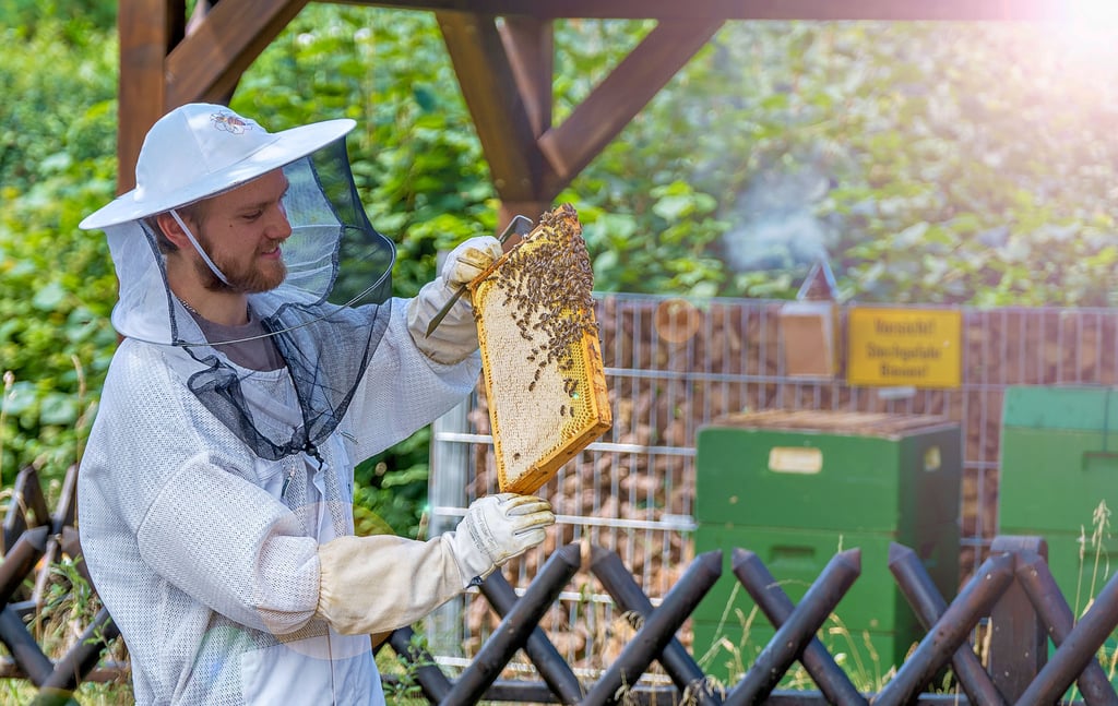 Gute Arbeit: Jungimker Felix Gadow begutachtet ein Rähmchen aus einem seiner Bienenstöcke, die in einer halleschen Kleingartenanlage stehen.