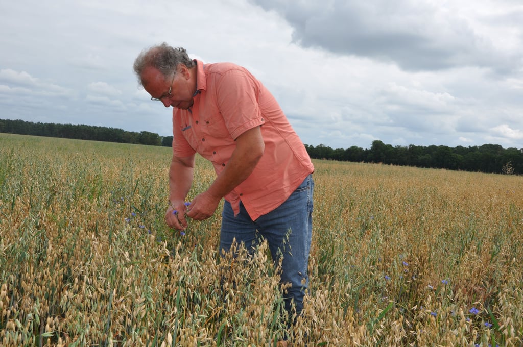 Carsten Niemann, Biobauer aus Ritzleben, auf einem seiner Haferfelder. Anders als bei konventioneller Landwirtschaft wachsen auf dem Feld neben dem Getreide auch andere Pflanzen, die Insekten als Nahrungsquelle dienen.