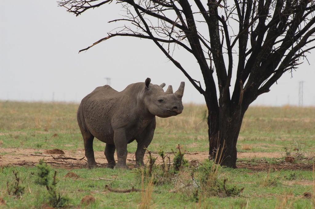 Ein Breitmaulnashorn geht auf dem Gebiet der privaten Nashornaufzucht von J. Hume in Südafrikas Nordwest-Provinz.