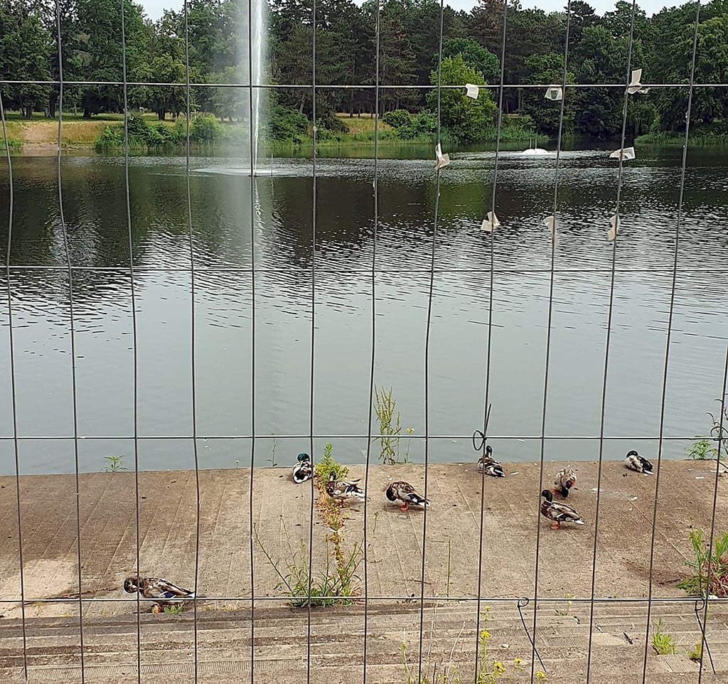 Die letzten Treppenstufen hinunter zum Adolf-Mittag-See in Magdeburg sind gesperrt. Die Enten lassen sich von der Absperrung nicht beeindrucken.