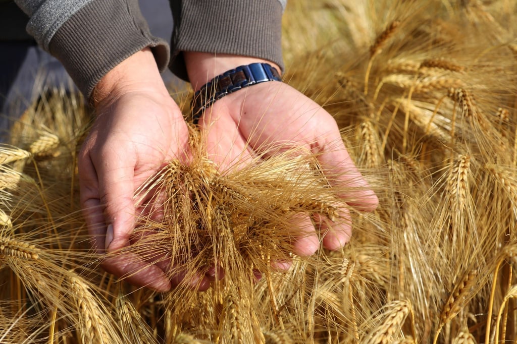 Steven Hirschberg, Chef der Papendorfer Agrargenossenschaft, schaut nach dem Reifegrad der Gerste.