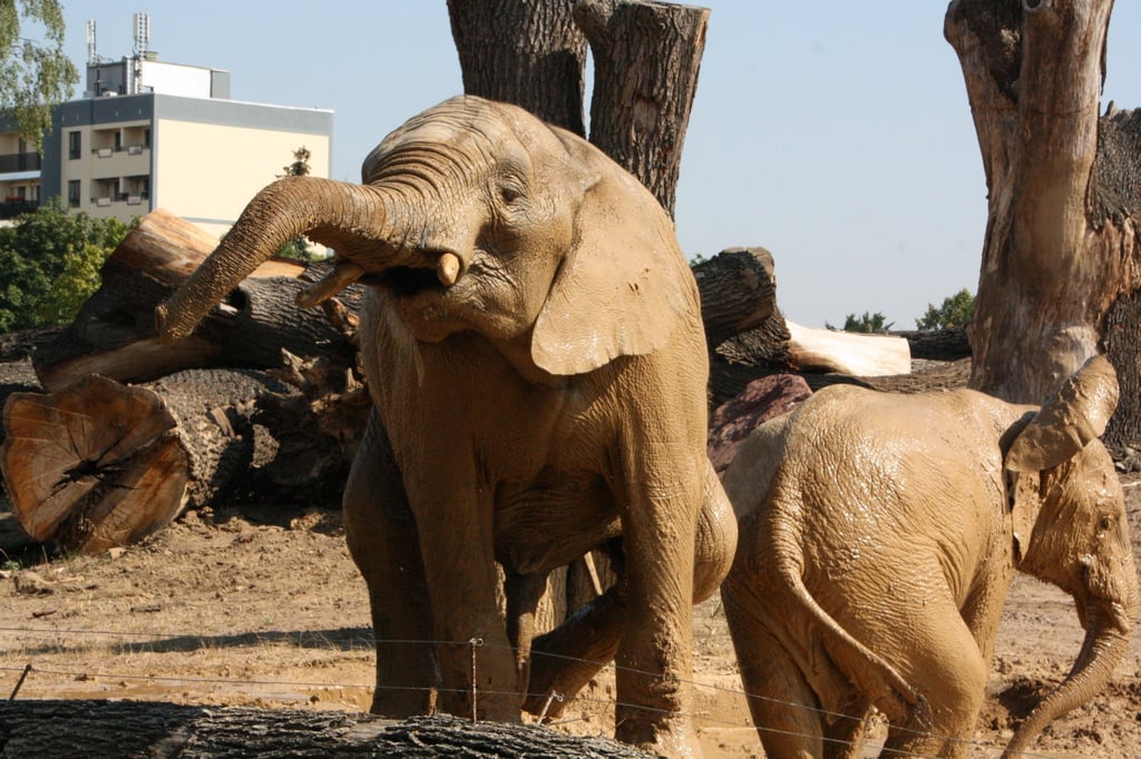 Die Elefantenanlage Africambo im Zoo Magdeburg soll für fast 1,5 Millionen Euro saniert und umgebaut werden.