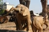 Die Elefantenanlage Africambo im Zoo Magdeburg soll für fast 1,5 Millionen Euro saniert und umgebaut werden. 
