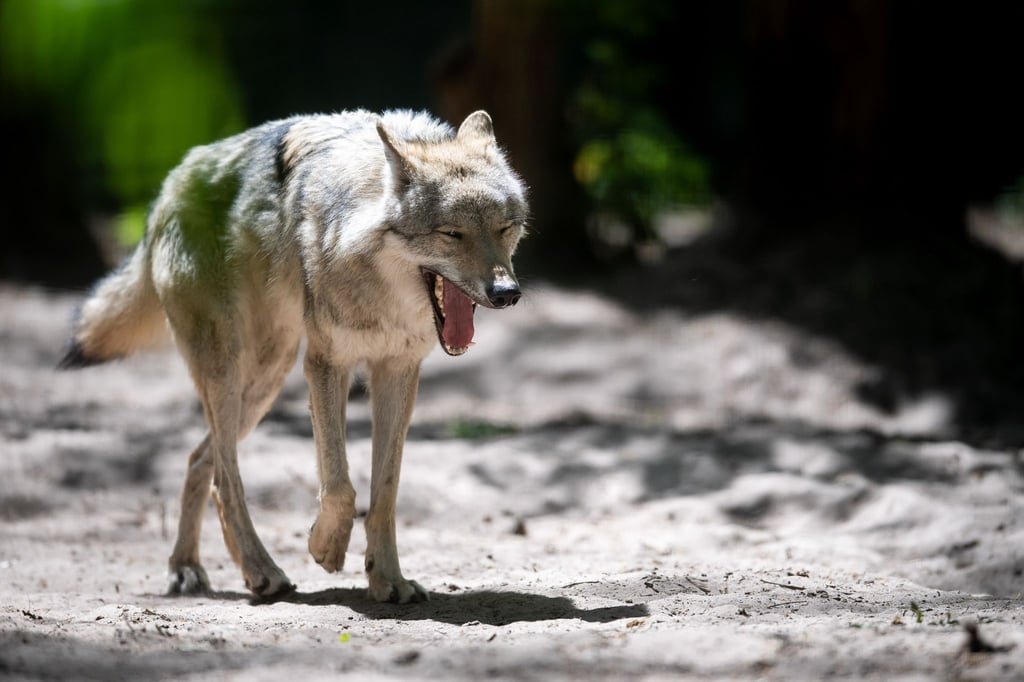 Ein Europäischer Grauwolf läuft durch sein Gehege im Wolfcenter Dörverden.
