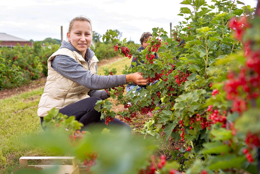 Julianna Fodor ist rumänische Saisonarbeiterin auf dem Obsthof Martin und pflückt Johannisbeeren.