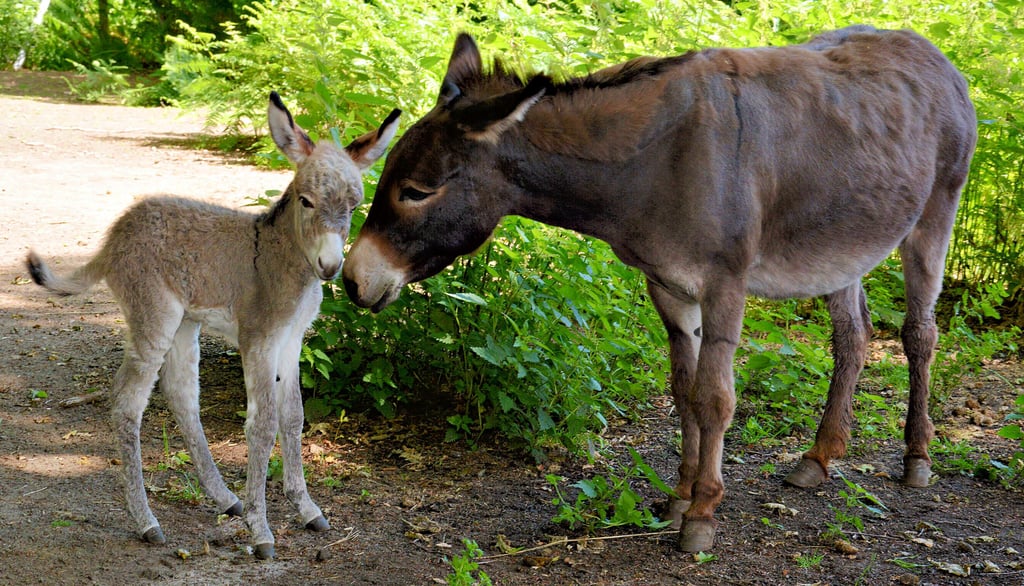 Ganz überraschend erblickte ein Eselfohlen im Klötzer Tiergehege das Licht der Welt. Nun wird ein Name für den kleinen Hengst gesucht.
