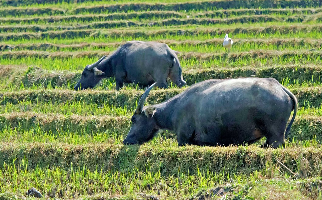 Noch grasen die Wasserbüffel in Vietnam. Vielleicht auch bald im Seeland? Diese Idee wird gerade abgeklärt.