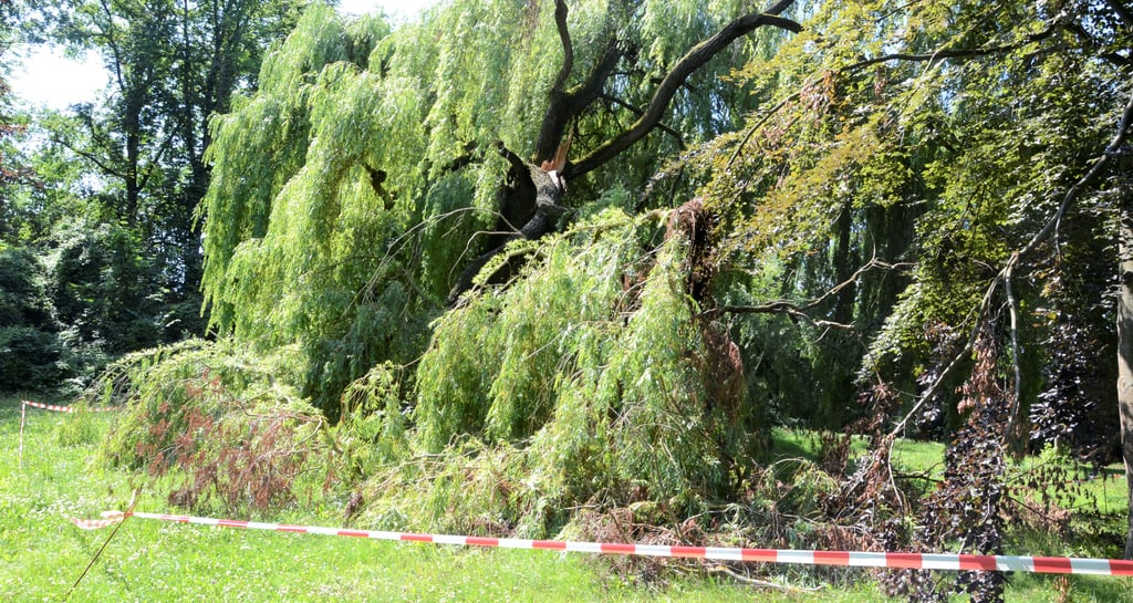 Eine riesige Trauerweide im Haldensleber Stadtpark hat einen Sommerbruch erlitten. Aus Sicherheitsgründen wurde das Umfeld abgesperrt.