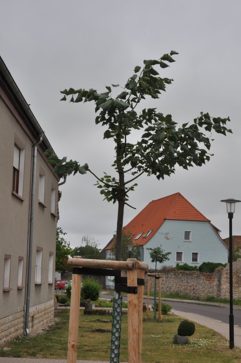 Grün sind sie noch, aber weil der Haupttrieb verschnitten wurde, werden die Winterlinden sich wohl nicht so entwickeln, wie es eigentlich normal wäre. Auch ein Absterben ist nicht ausgeschlossen.