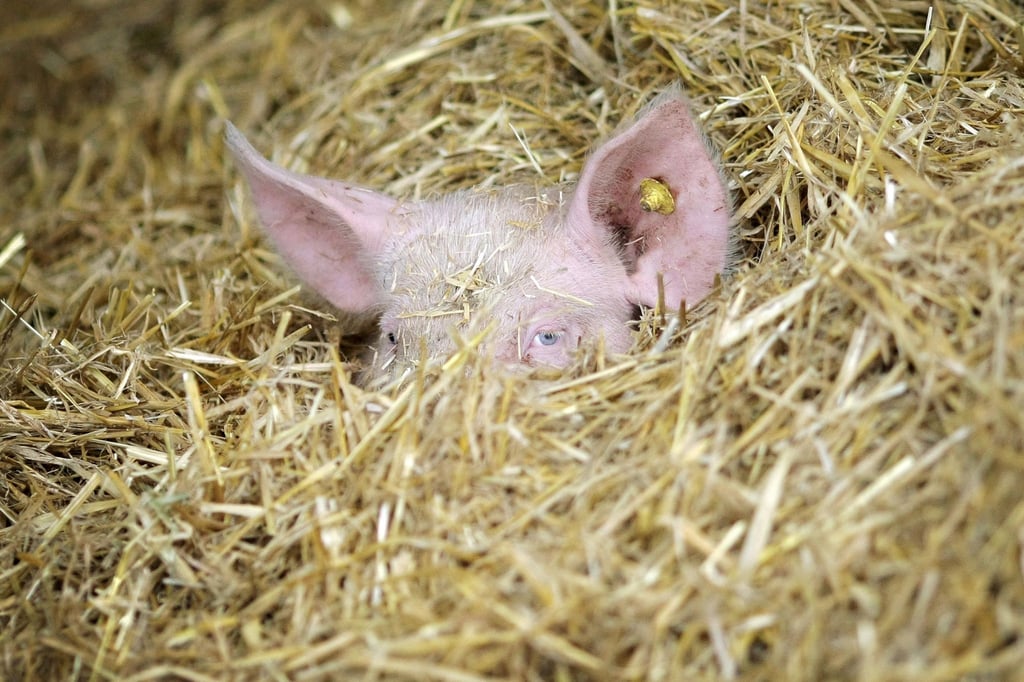 Ein Schwein hat sich auf einem Bio-Bauernhof im Stroh des Stalls versteckt. Bundeskanzlerin Merkel hat sich für einen Umbau der Landwirtschaft in Deutschland ausgesprochen.