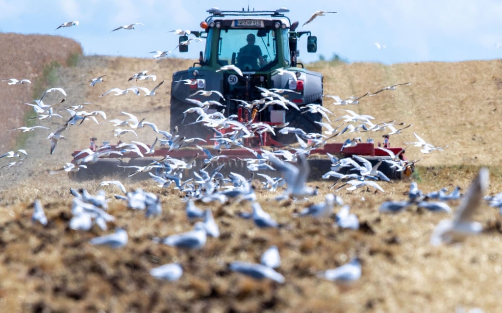 Ein Möwenschwarm verfolgt einen Traktor; der ein abgeernteten Feld eggt.
