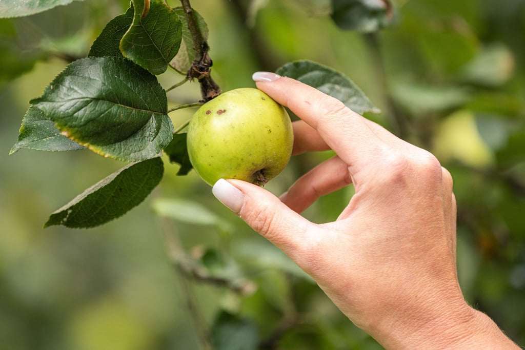 Wer darf den Apfel auf städtischen und kommunalen Wiesen pflücken?
