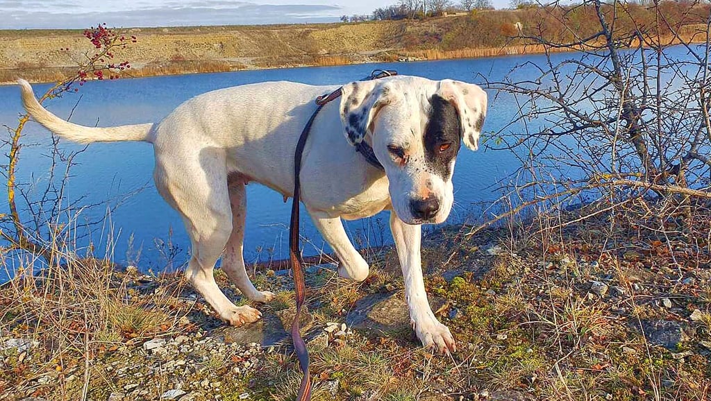 ?Dauersitzerin? Nala braucht dringend einen neuen Zwinger. Um diesen zu bauen, braucht der Verein bei einigen Handgriffen Hilfe. Aktuell bewohnt Nala eine Box in einer Hundepension, die für die Sommerferien aber ausgebucht ist.